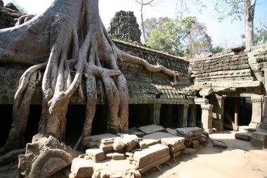 ormanda angkor wat