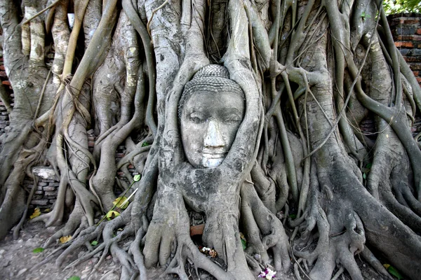 Piedra budda cabeza en las raíces del árbol —  Fotos de Stock