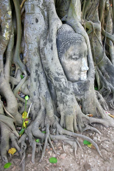木の根の石仏を頭 — ストック写真