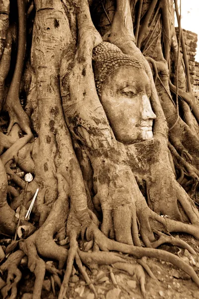 Камень Будды голову в корни дерева — стоковое фото