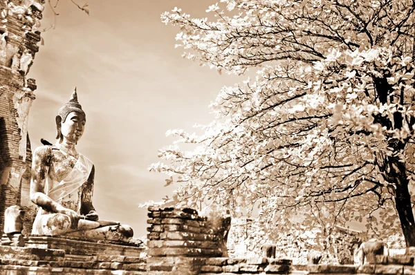 Monumentos de buddah, ruinas de Ayutthaya —  Fotos de Stock