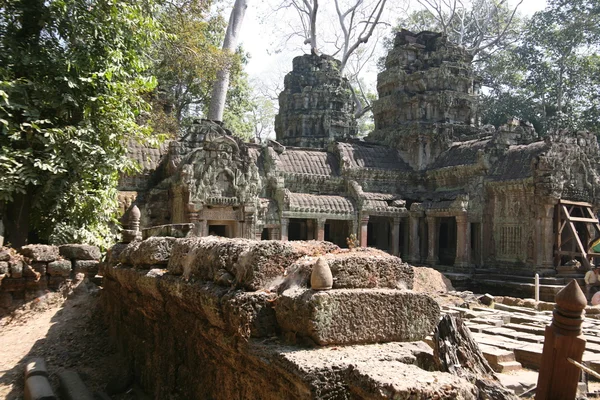 La jungle d'Angkor Wat — Photo