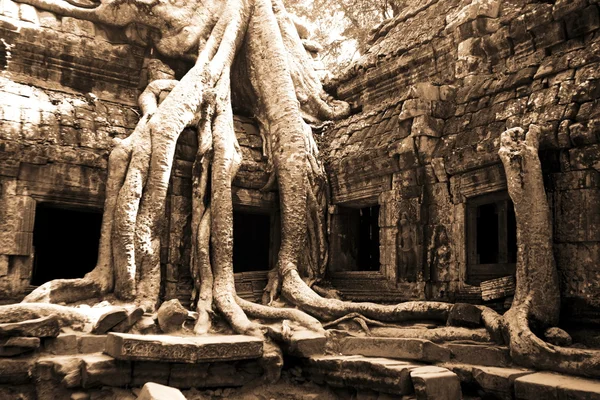 Джунгли в Ангкор-Вате — стоковое фото