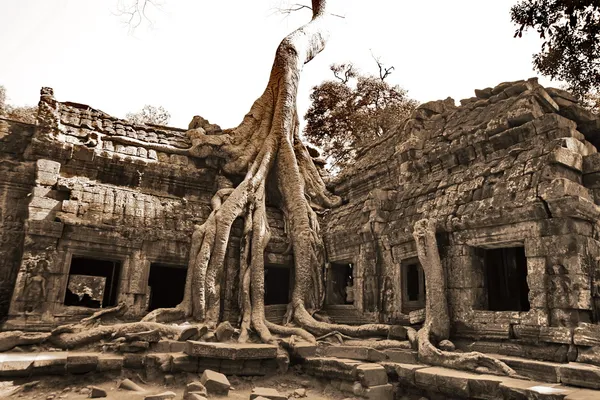 A selva em Angkor Wat — Fotografia de Stock