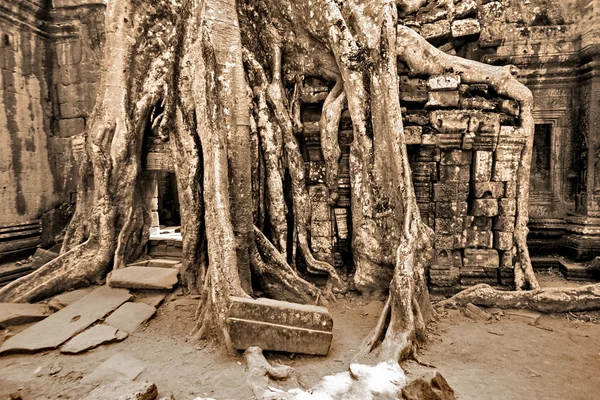 Джунглях в Ангкор-Ват — стокове фото