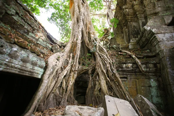 La selva en Angkor Wat — Foto de Stock