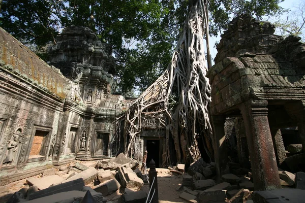 A selva em Angkor Wat — Fotografia de Stock