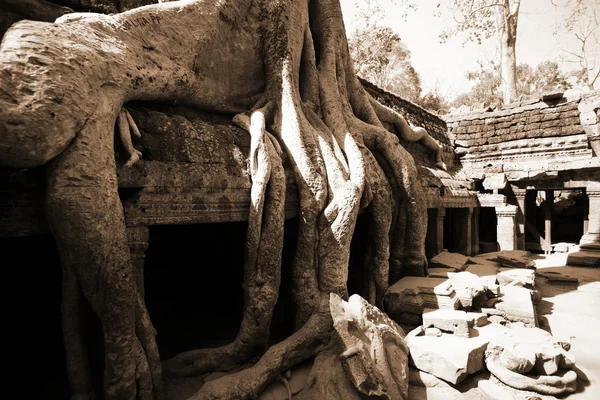 La giungla ad Angkor Wat — Foto Stock