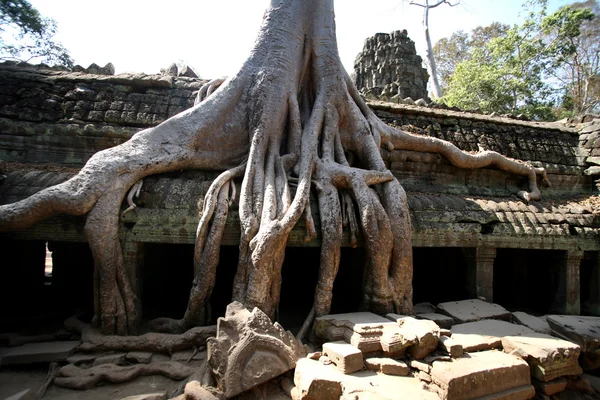 La selva en Angkor Wat —  Fotos de Stock