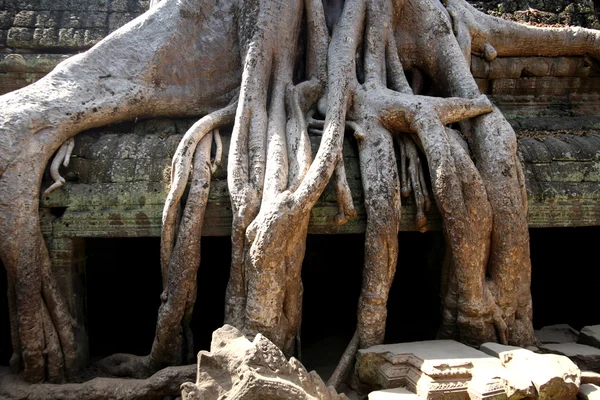 La selva en Angkor Wat — Foto de Stock