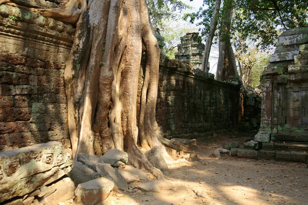 Джунглях в Ангкор-Ват — стокове фото