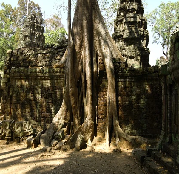 Джунгли в Ангкор-Вате — стоковое фото