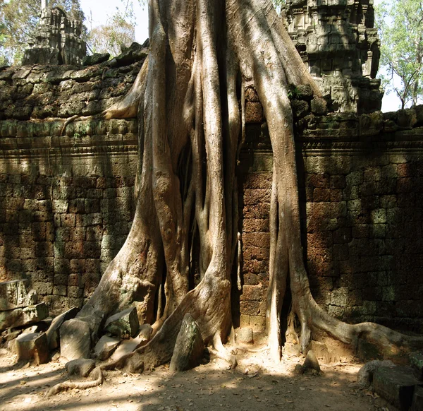 The jungle in Angkor Wat — Stock Photo, Image