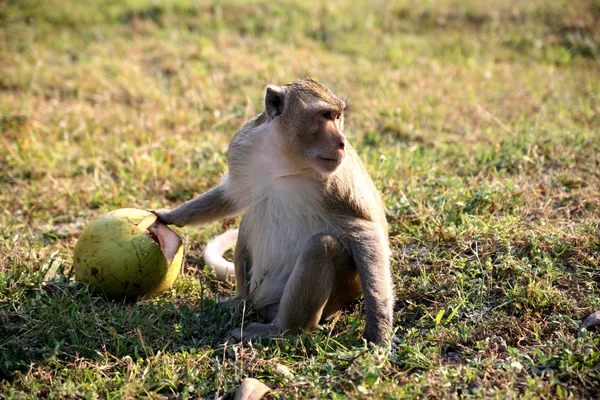 stock image Monkey with coconut