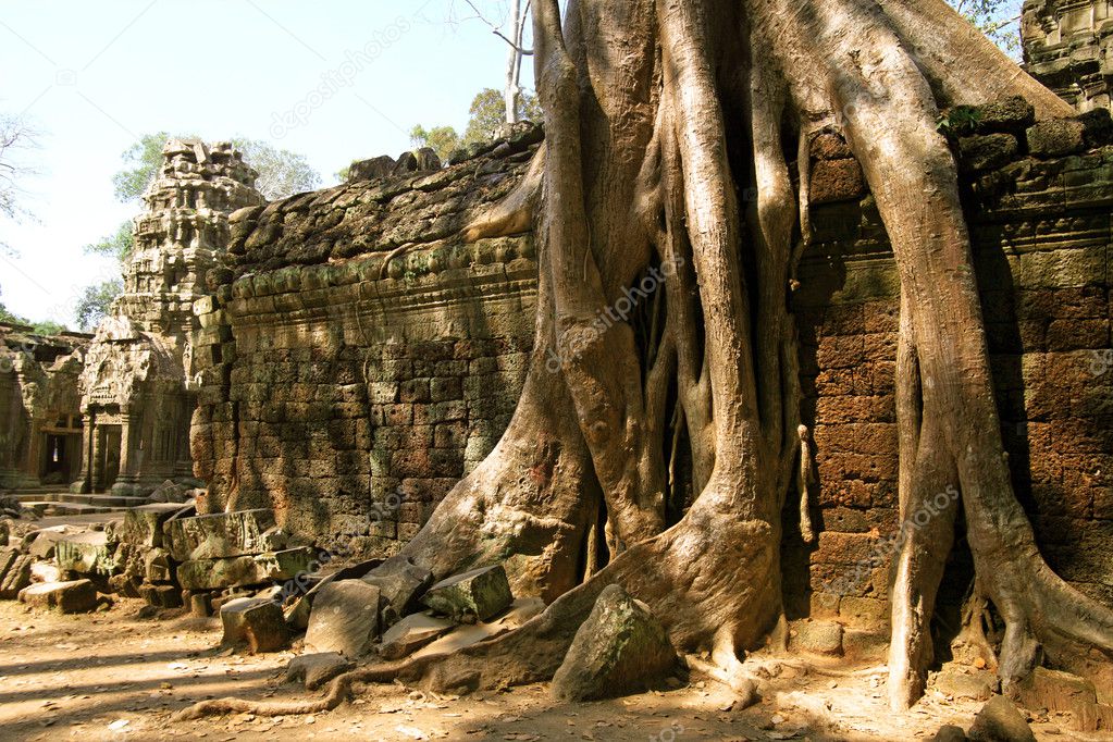 The jungle in Angkor Wat