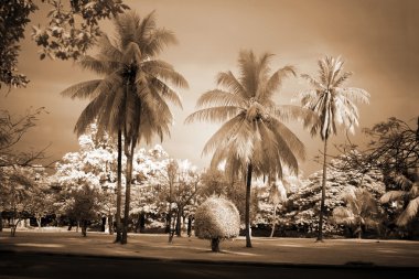 Classic Cambodia