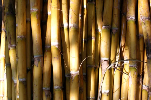 Pared de bambú — Foto de Stock