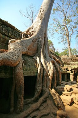 Cambodia's Ta Prohm in Angkor Wat clipart