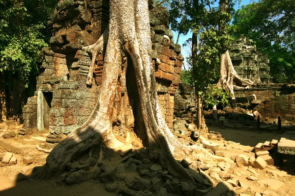 Camboya 's Ta Prohm in Angkor Wat —  Fotos de Stock