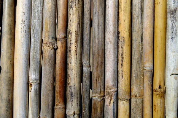 Бамбук текстури — стокове фото