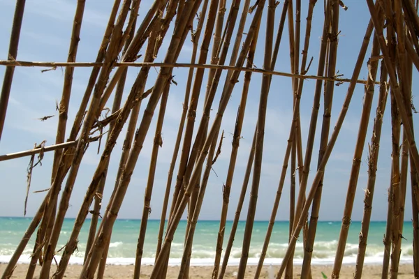 Bambus na moři — Stock fotografie