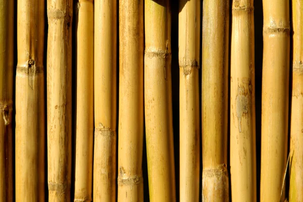 Texture di bambù — Foto Stock