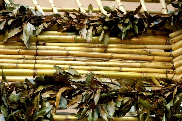 Bambus und Blatt — Stockfoto