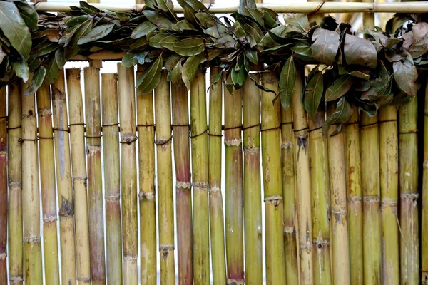 Bambou et feuilles — Photo