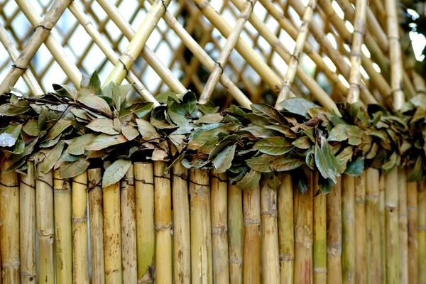 Бамбука і листя — стокове фото