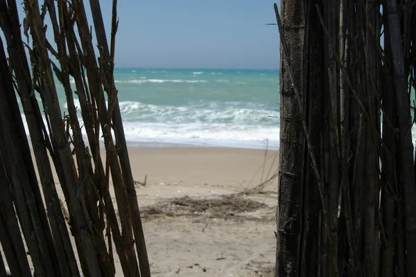 海で竹 — ストック写真