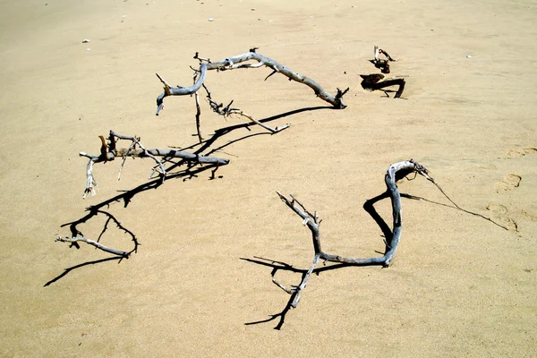 Sand and tree — Stock Photo, Image