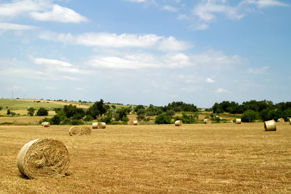 Сільське поле з круглими тюками сіна — стокове фото