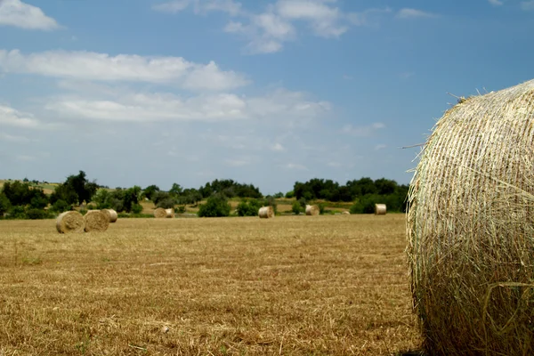 Campo rural com fardos circulares de feno — Fotografia de Stock