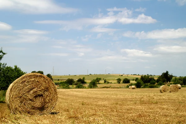 Campo rural con fardos circulares de heno — Foto de Stock