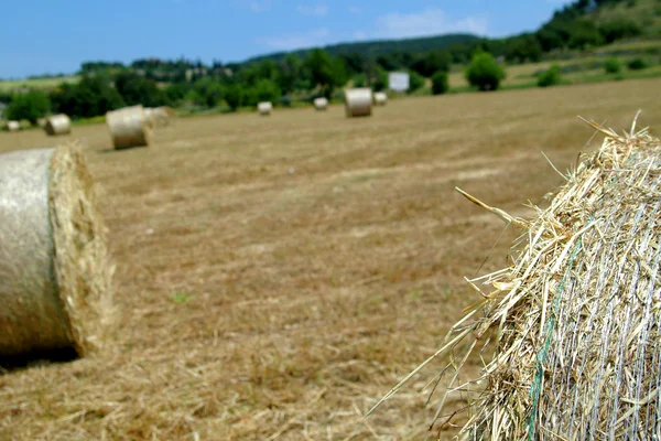 円形の干し草の俵農村フィールド — ストック写真