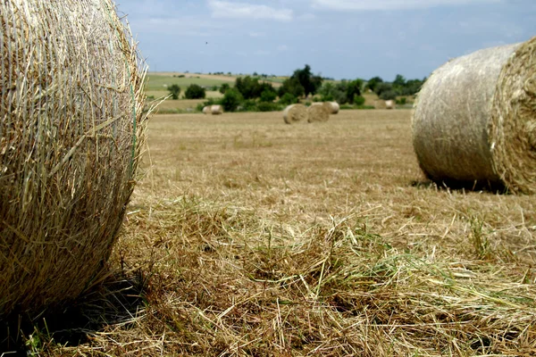 Landsbygdens fält med cirkulär höbalar — Stockfoto