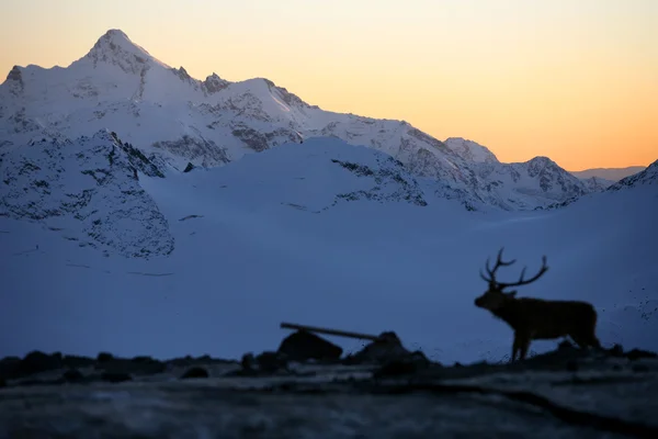 Горы и олени, Эльбрус — стоковое фото