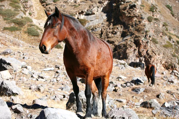 Horse outdoors — Stock Photo, Image