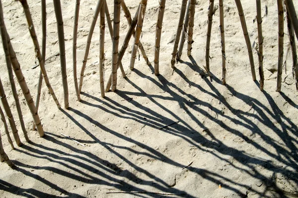 Bamboe in sand — Stockfoto
