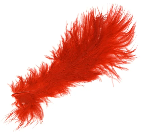 Macro shot of red feather — Stock Photo, Image