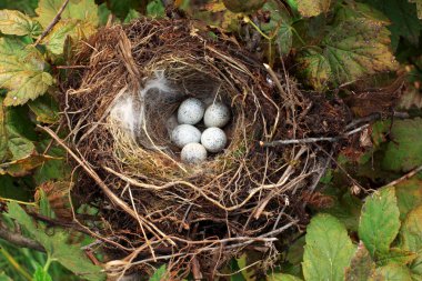 Bird nest with eggs clipart