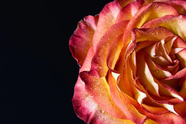 Rózsa. — Stock Fotó