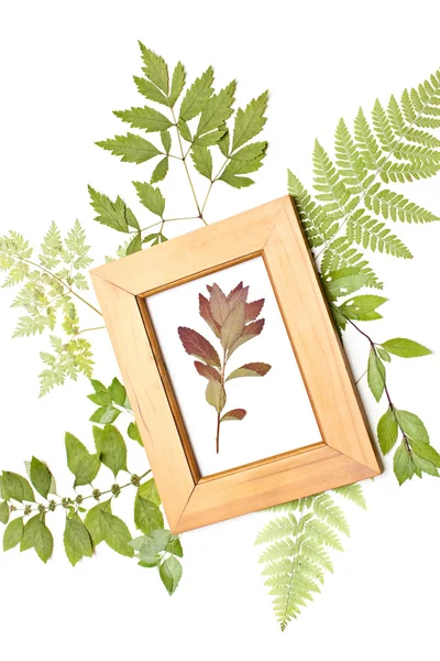 Planta roja seca en un marco —  Fotos de Stock
