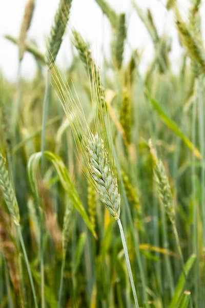 stock image Wheat