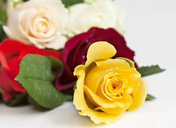 stock image Yellow rose