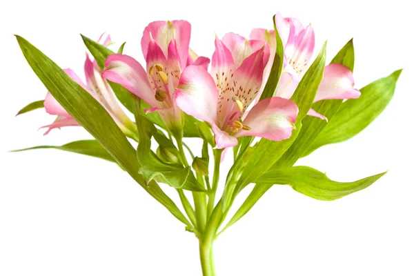 stock image Alstromeria