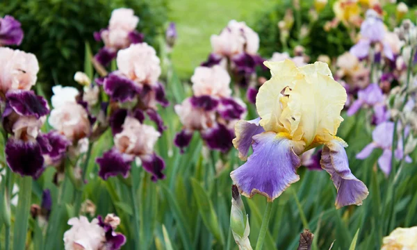 Stock image Iris