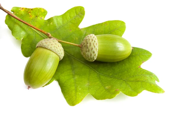 Två gröna acorn frukter. — Stockfoto