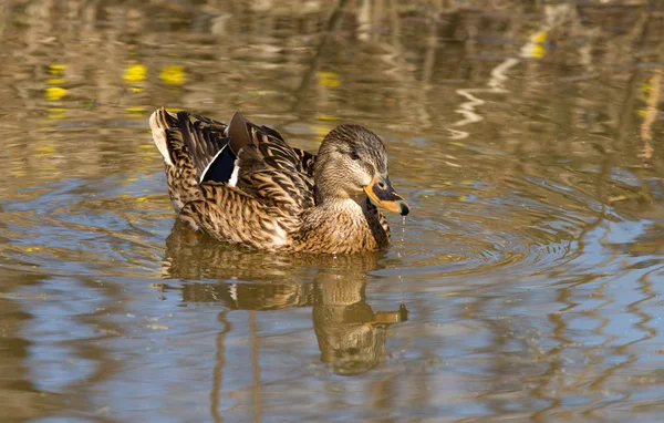 Wild Duck. — Stock Photo, Image
