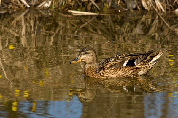 Wild Duck. — Stock Photo, Image